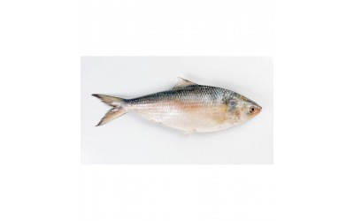 Hilsa Saboor Indisk Staksill 700-800g